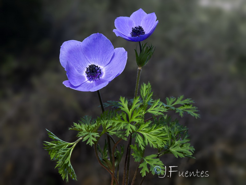 Anemone coronaria.11