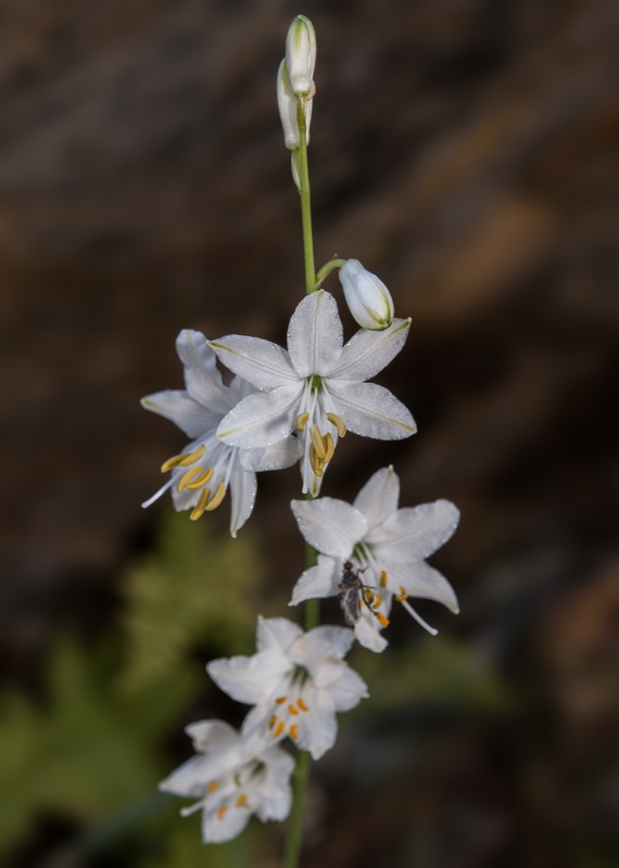 Anthericum liliago.30