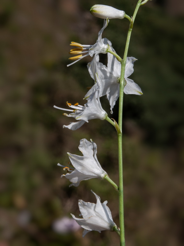 Anthericum liliago.17