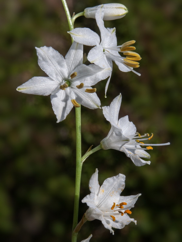 Anthericum liliago.34