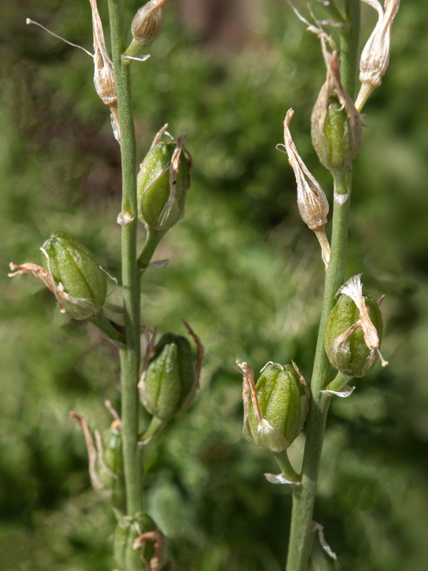 Anthericum liliago.35