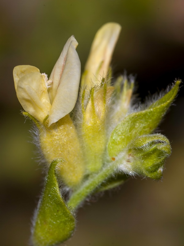 Anthyllis cytisoides.15