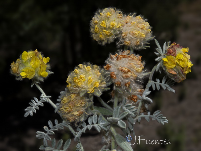 Anthyllis tejedensis tejedensis.28