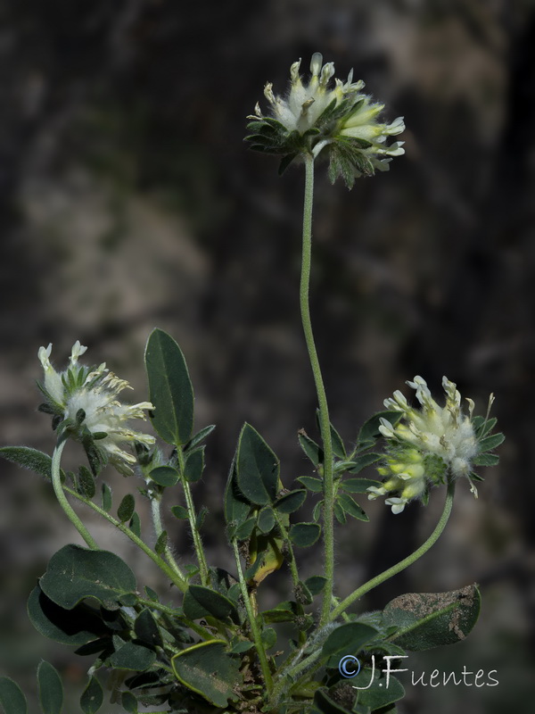 Anthyllis vulneraria arundana.17