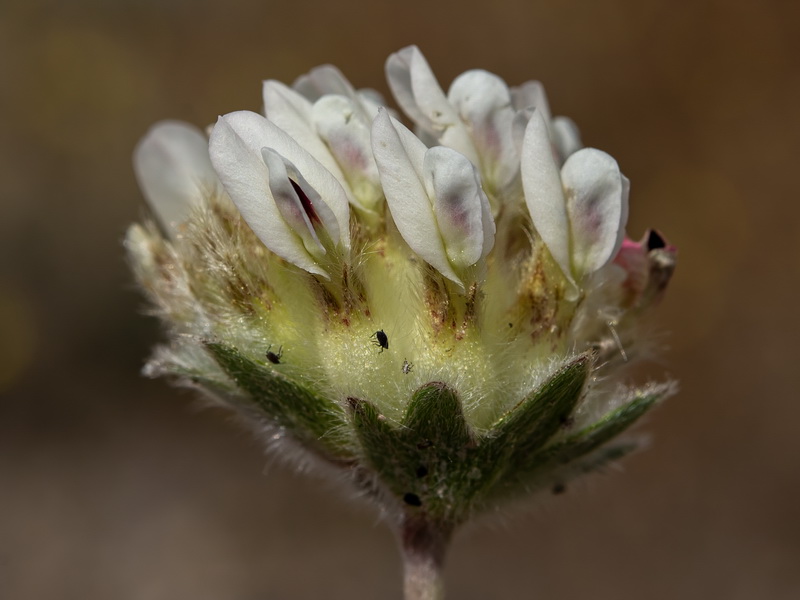Anthyllis vulneraria gandogeri.10