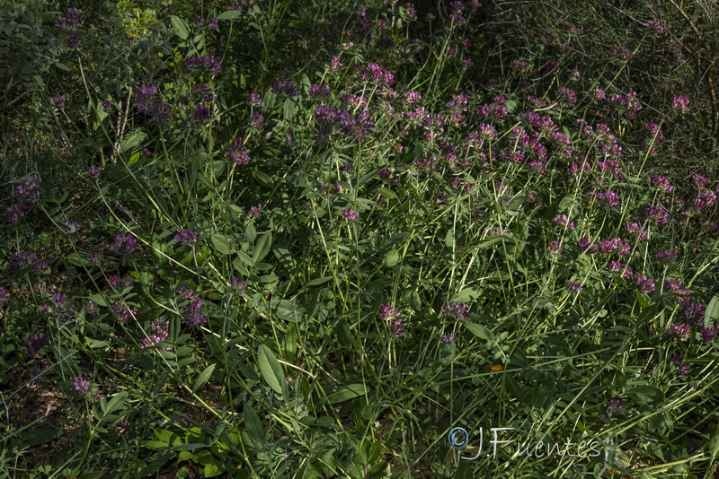 Anthyllis vulneraria maura.01