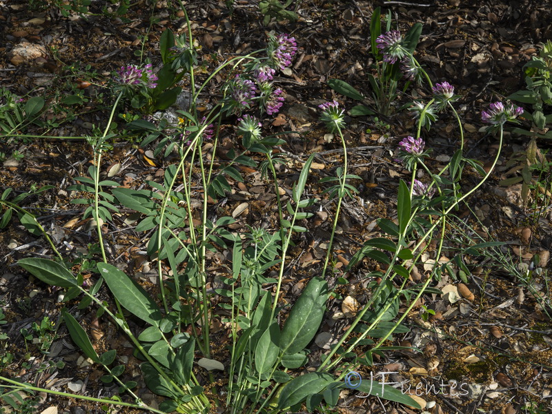 Anthyllis vulneraria maura.11