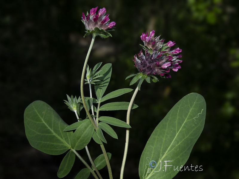 Anthyllis vulneraria maura.03