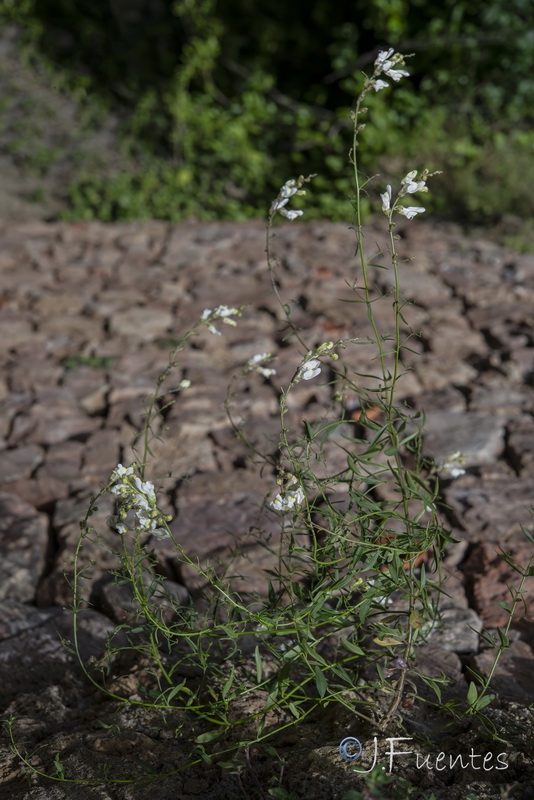 Antirrhinum onubense.09