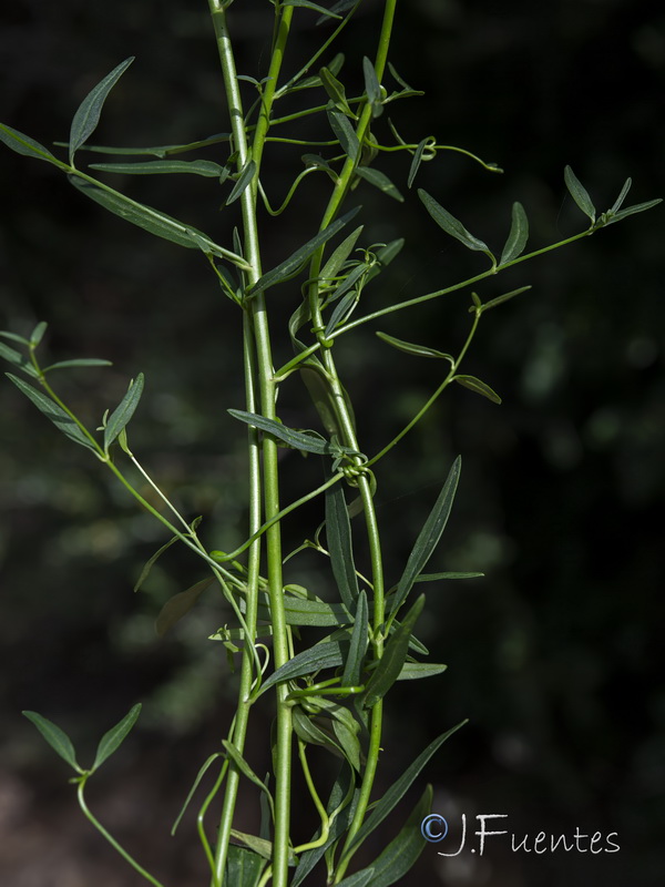 Antirrhinum onubense.03