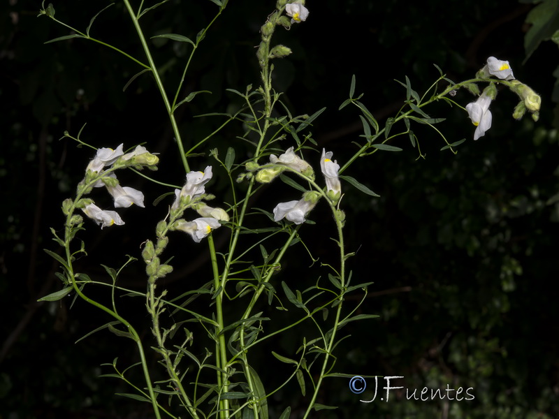 Antirrhinum onubense.04