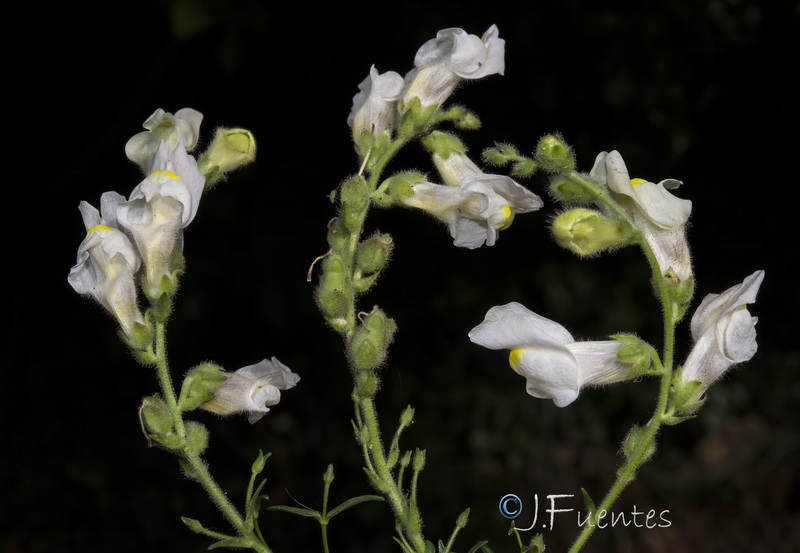 Antirrhinum onubense.15