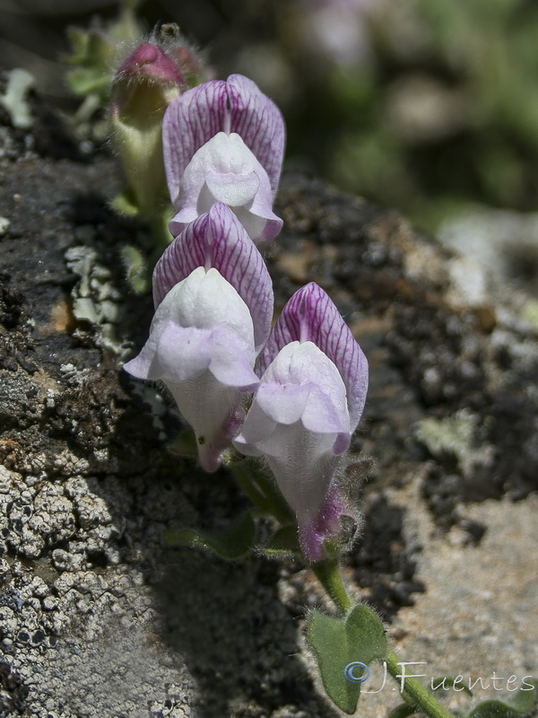 Antirrhinum rupestre.24