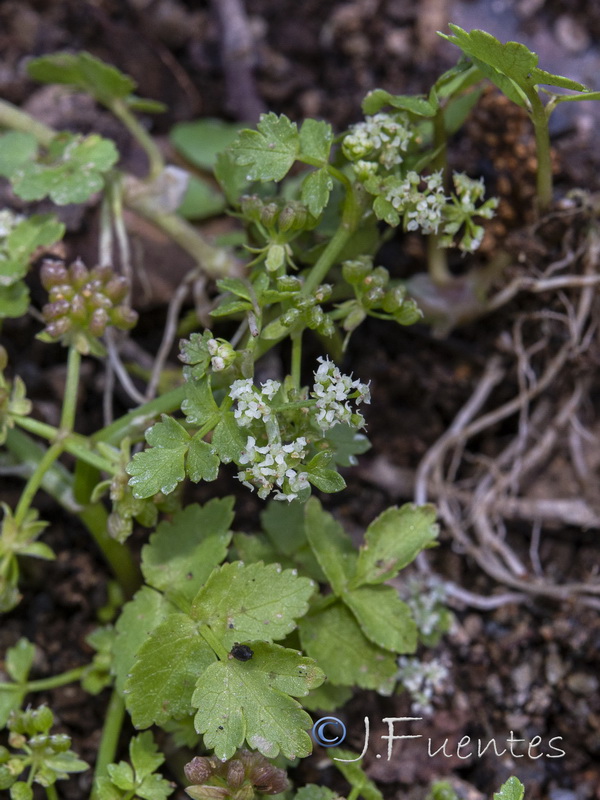 Apium nodiflorum.02