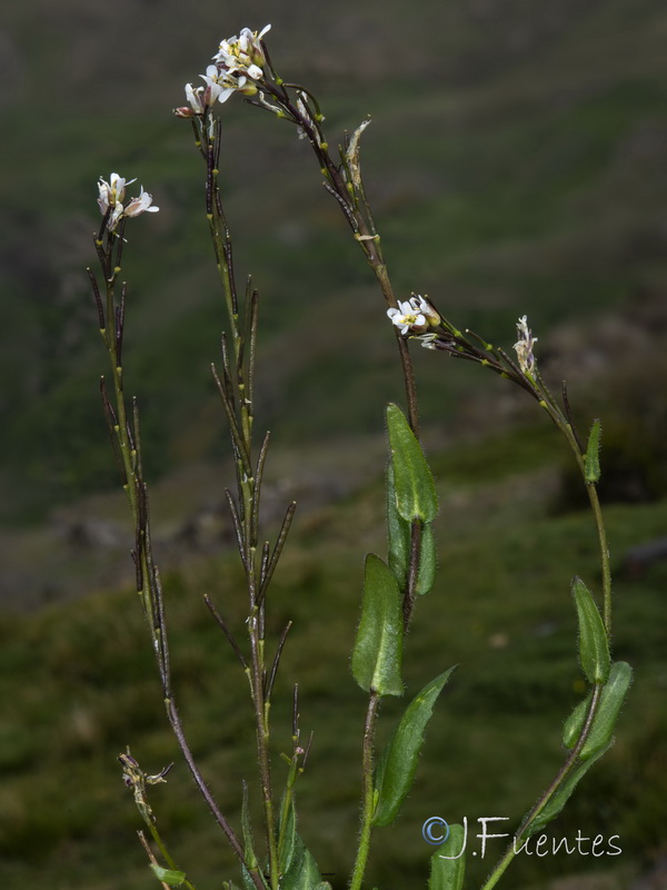 Arabis margaritae.10