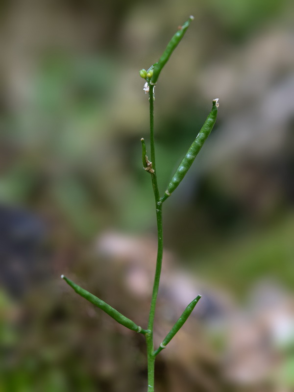 Arabis serpyllifolia.10