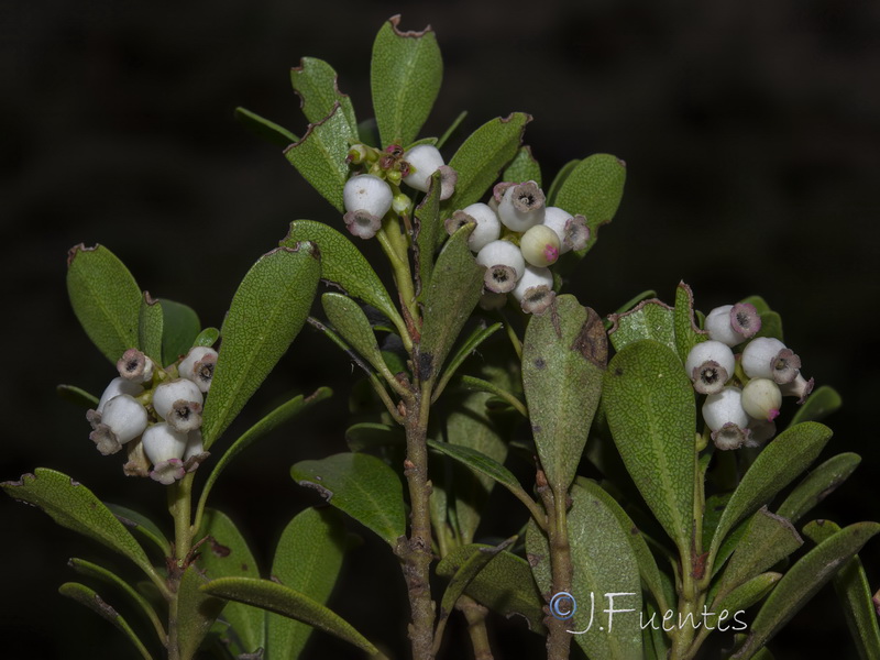 Arctostaphylos uva ursi.30