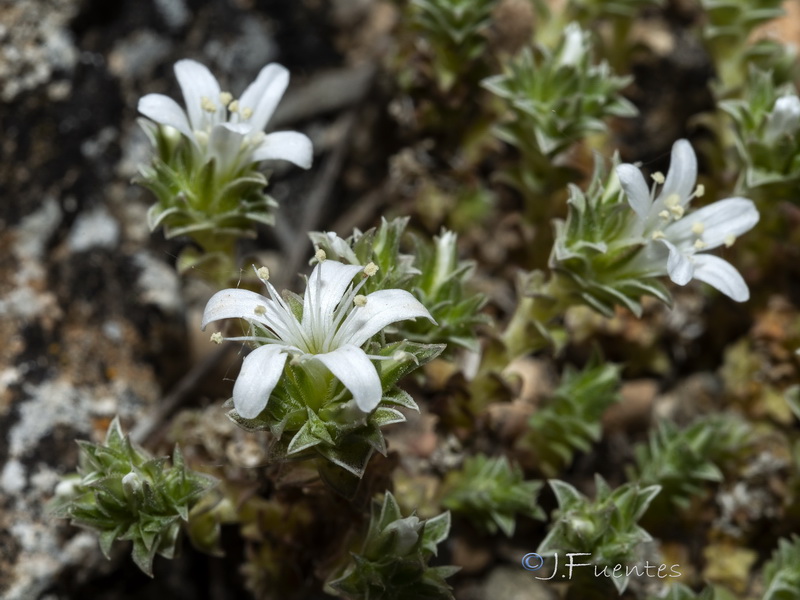 Arenaria arcuatociliata.11