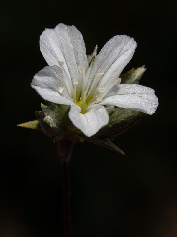 Arenaria delaguarciae.29