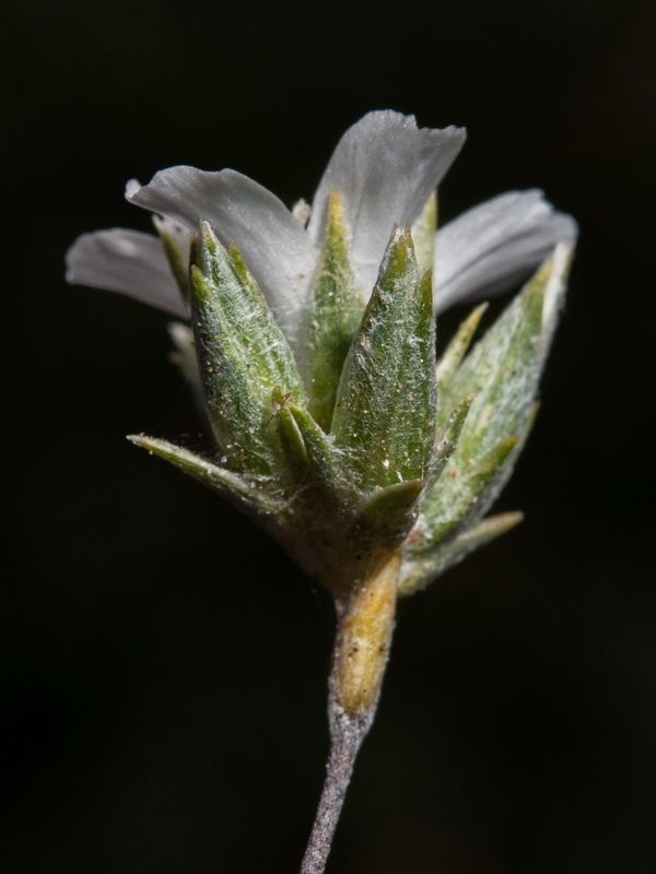 Arenaria delaguarciae.30