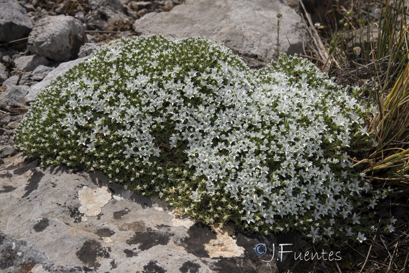 Arenaria erinacea.08