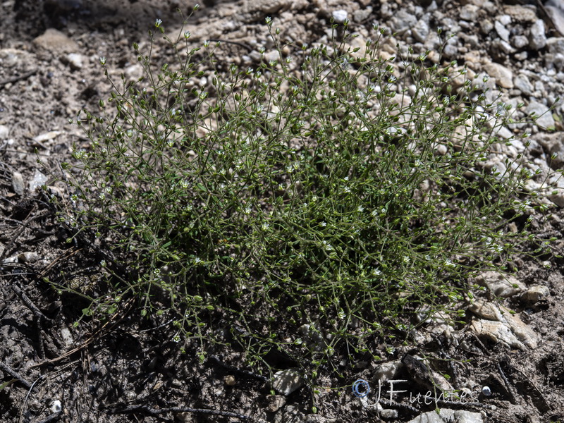 Arenaria modesta modesta.21