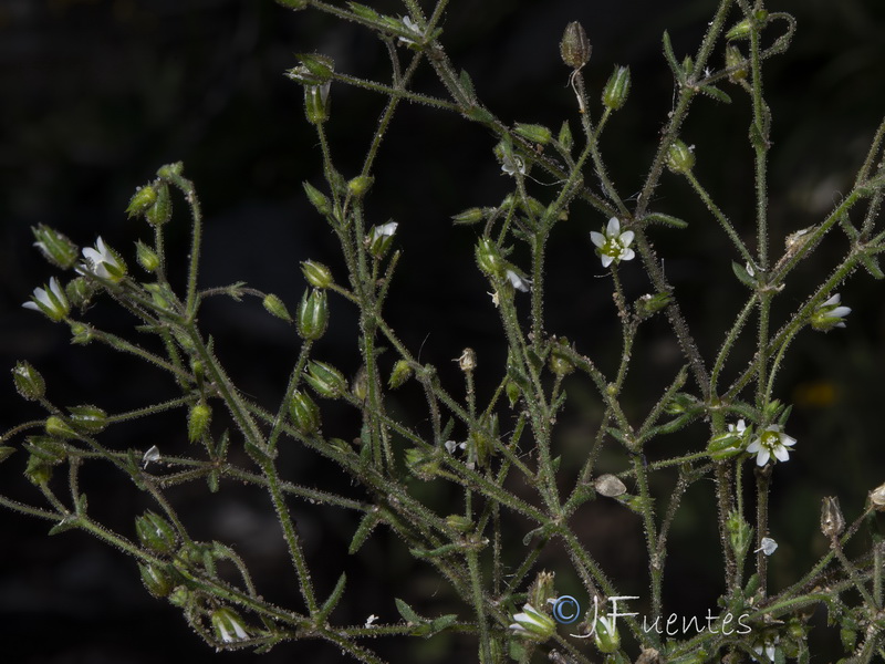 Arenaria modesta modesta.22