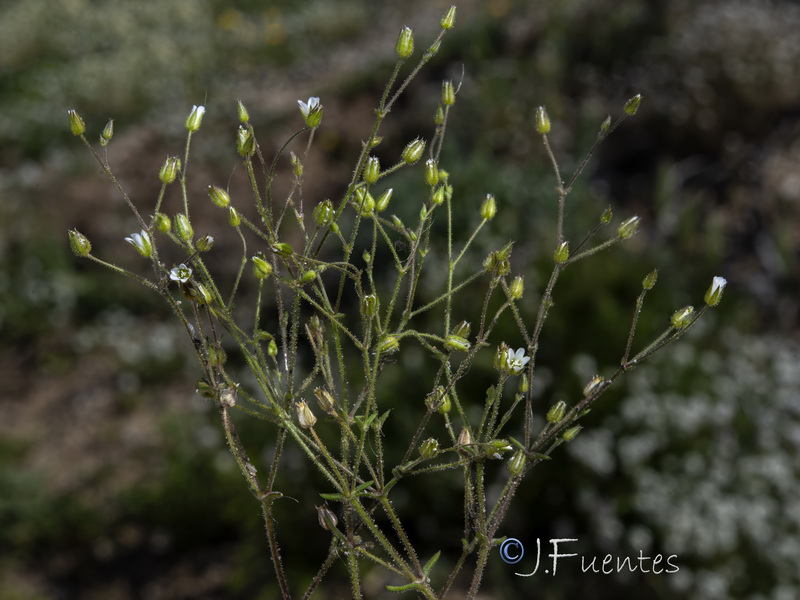 Arenaria modesta modesta.23