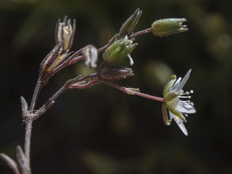 Arenaria nevadensis.26
