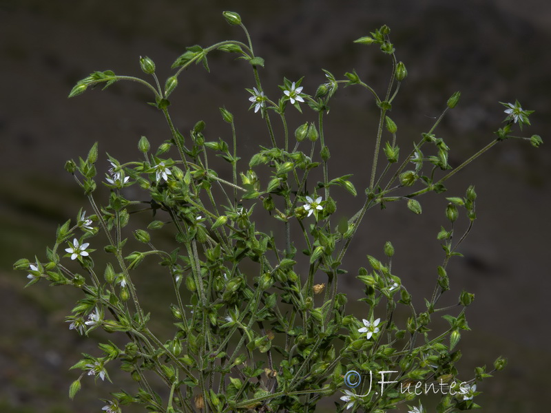 Arenaria serpyllifolia.06