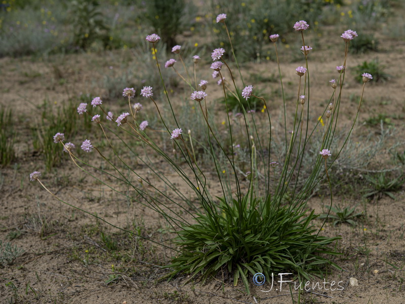 Armeria gaditana.17