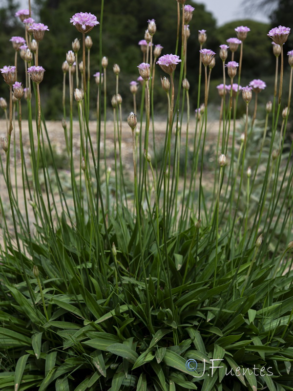 Armeria gaditana.20