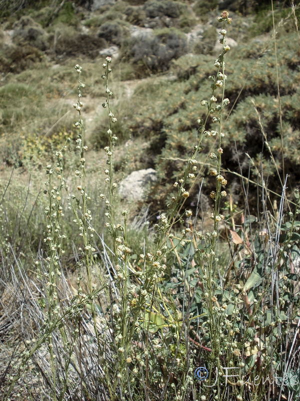 Artemisia alba nevadensis.05