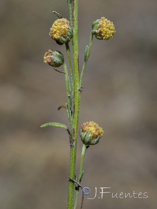 Artemisia alba nevadensis.24
