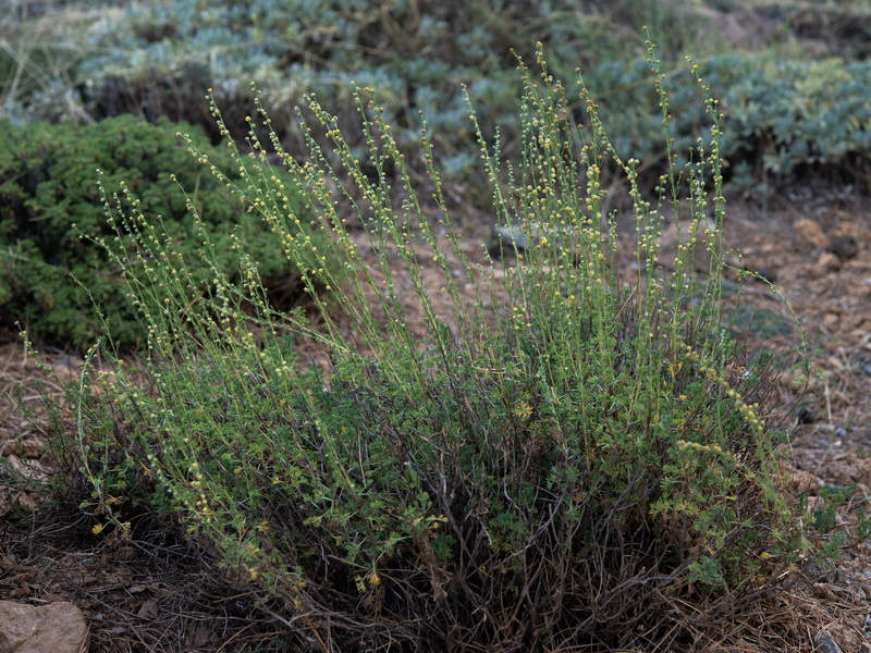 Artemisia alba nevadensis.25