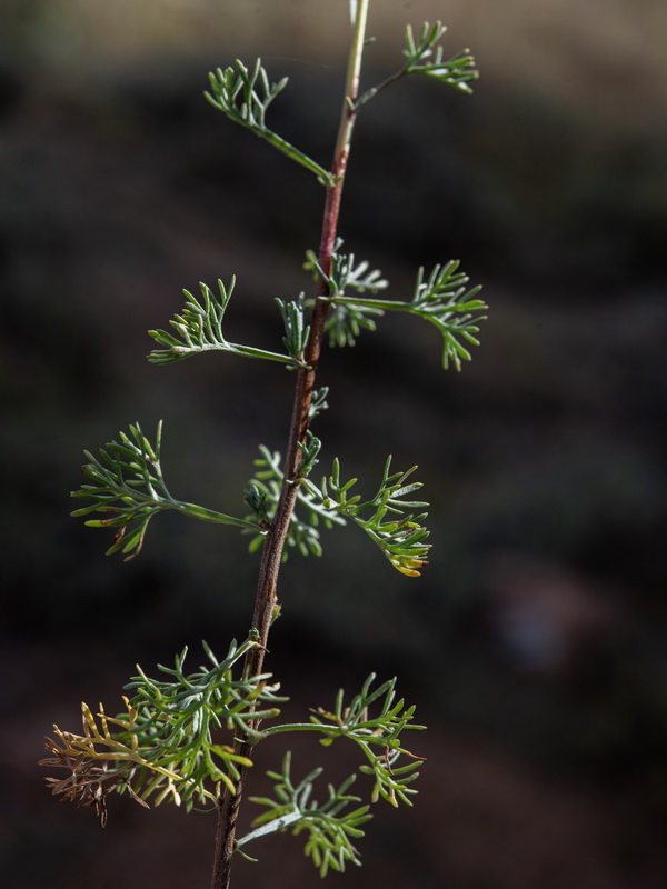 Artemisia alba nevadensis.26