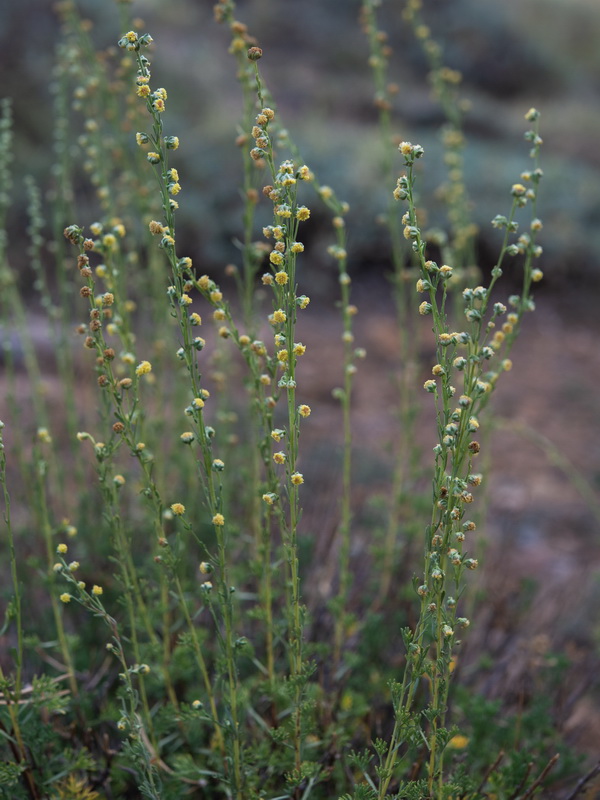 Artemisia alba nevadensis.09