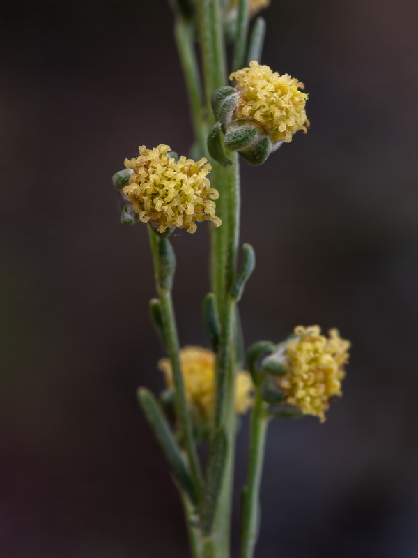 Artemisia alba nevadensis.31