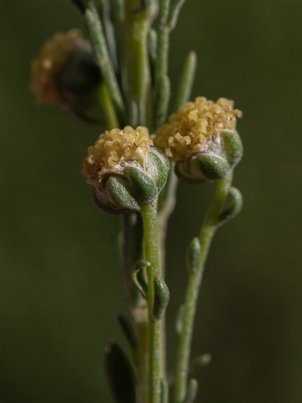 Artemisia alba nevadensis.24