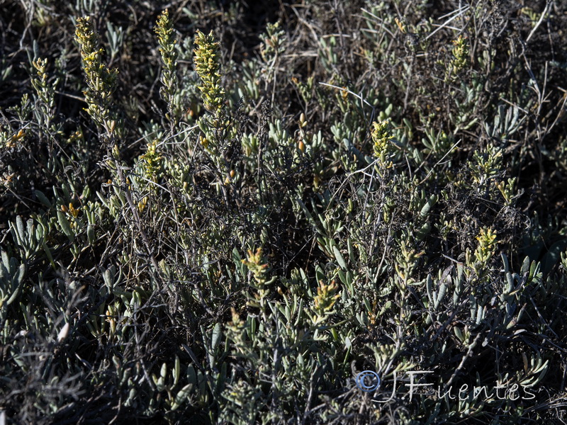 Artemisia caerulescens caerulescens.04