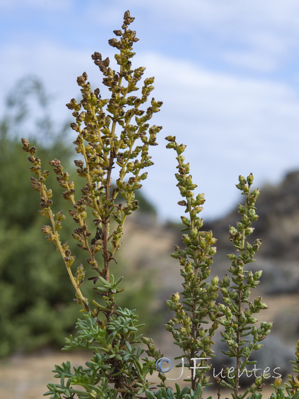 Artemisia crithmifolia.15