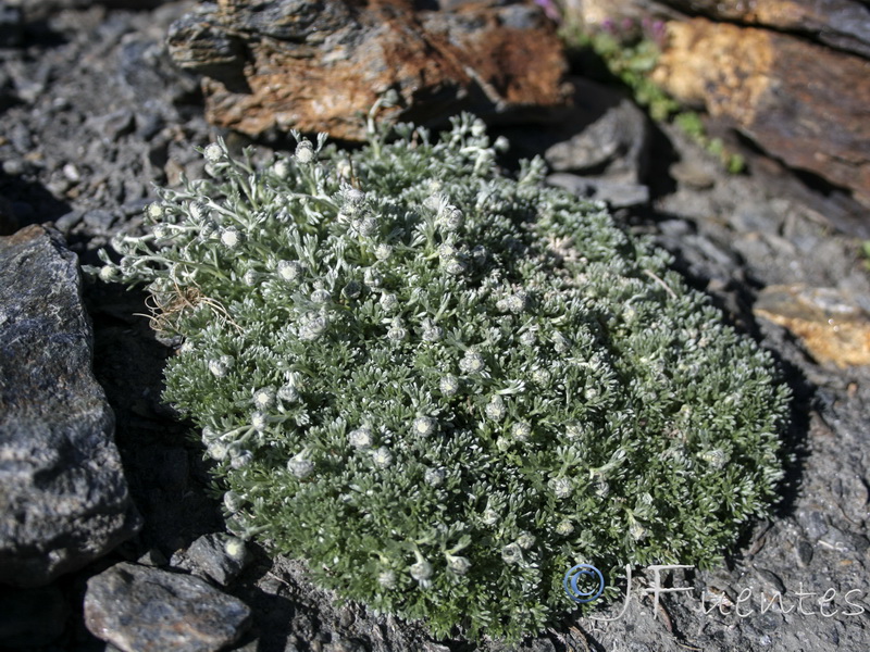 Artemisia granatensis.01