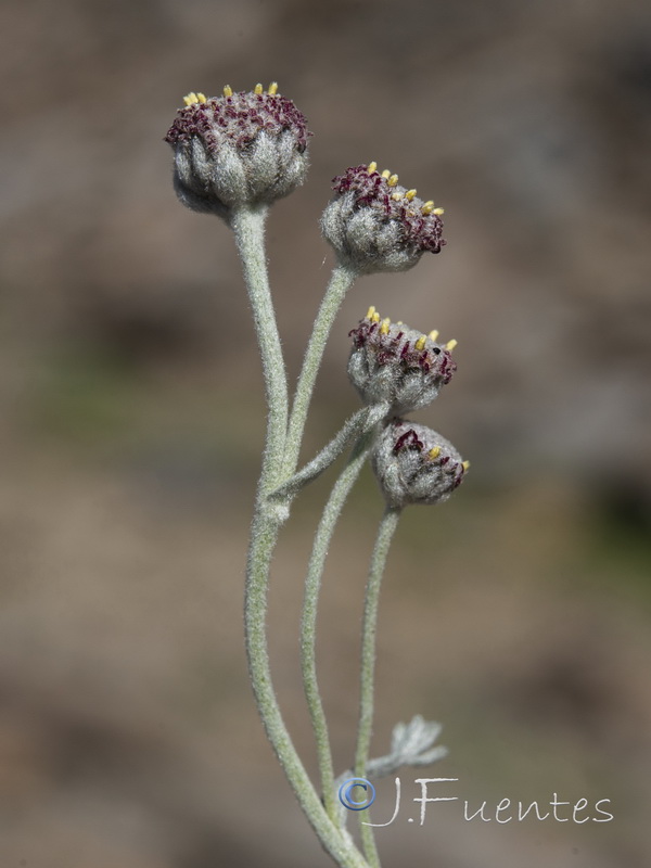 Artemisia granatensis.34