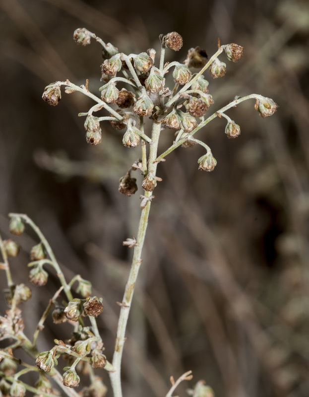 Artemisia lucentica.07