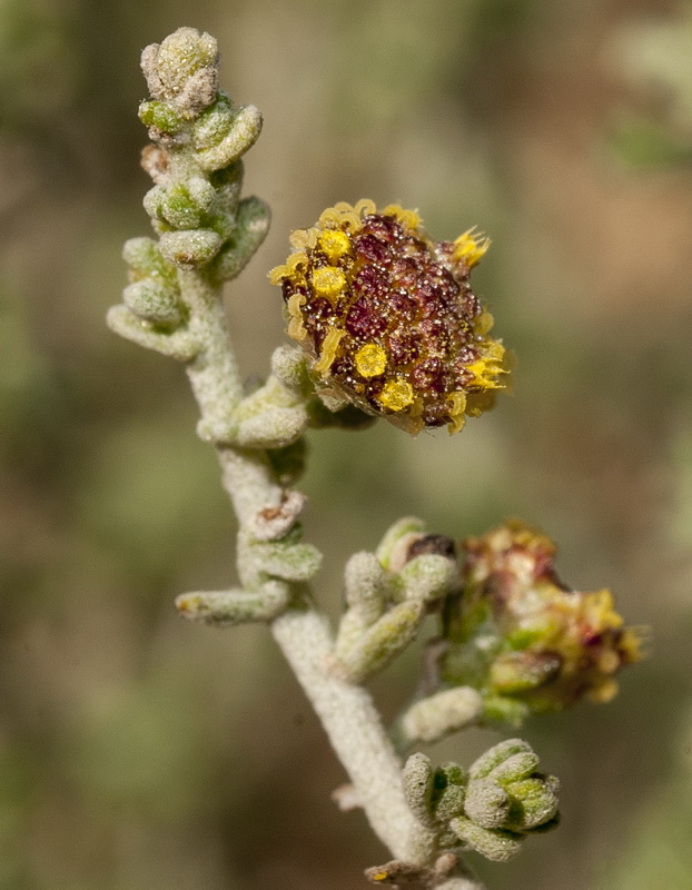 Artemisia lucentica.14