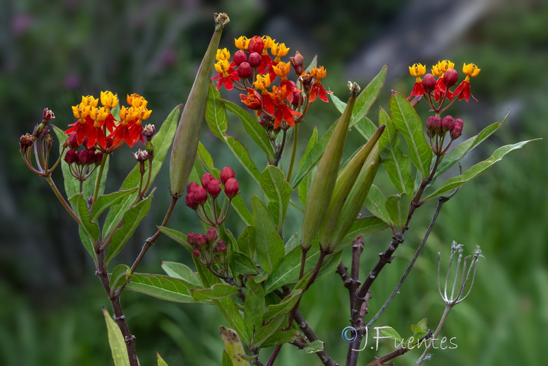 Asclepias curassavica.06