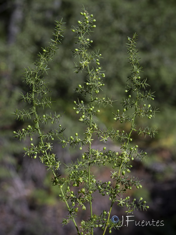 Asparagus acutifolius.06