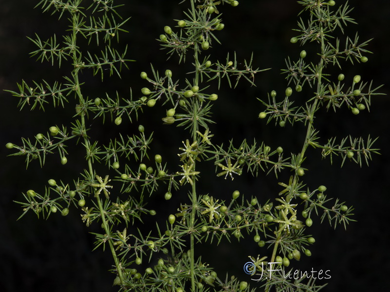 Asparagus acutifolius.16