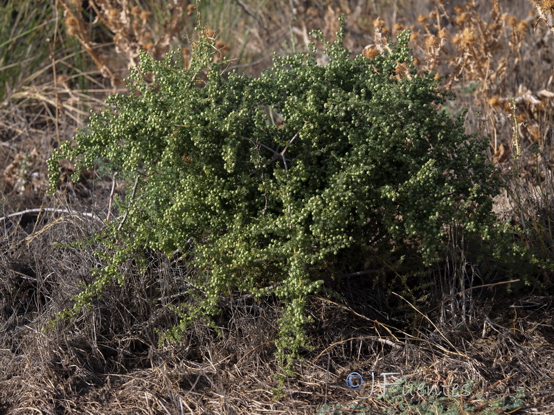 Asparagus acutifolius.05