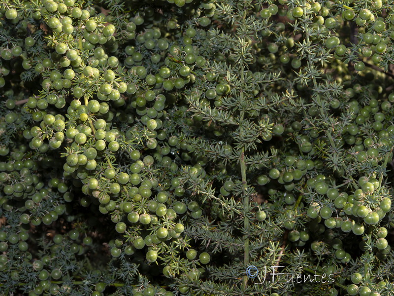 Asparagus acutifolius.10